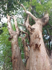 Albizia niopoides
