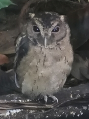 Otus lempiji