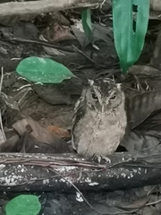 Otus lempiji