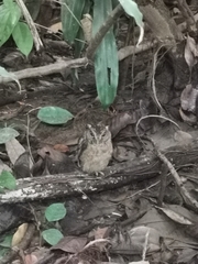 Otus lempiji