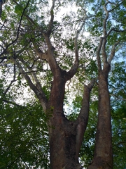 Albizia niopoides