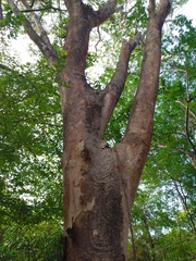 Albizia niopoides