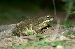 Duttaphrynus dhufarensis