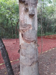 Albizia niopoides