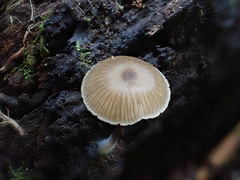 Entoloma readiae