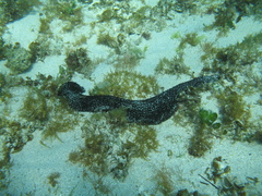 Holothuria leucospilota