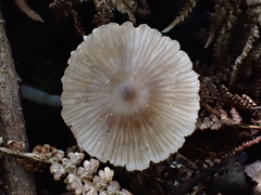 Entoloma readiae