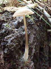 Entoloma readiae