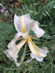 Iris fernaldii