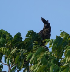Calyptorhynchus banksii