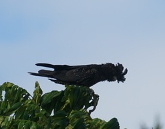 Calyptorhynchus banksii
