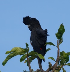Calyptorhynchus banksii