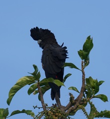 Calyptorhynchus banksii