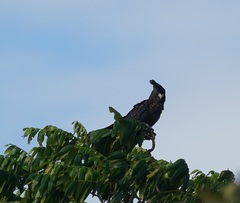 Calyptorhynchus banksii