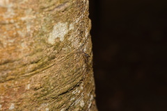 Toxorhynchites aurifluus