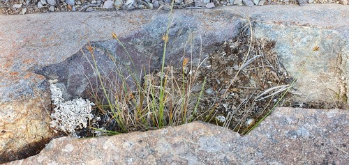 Carex acicularis (Carex acicularis)