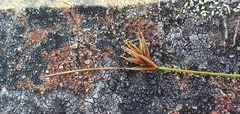 Carex acicularis