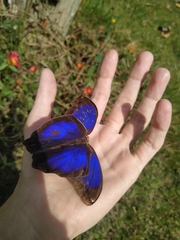 Eryphanis automedon amphimedon