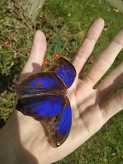 Eryphanis automedon amphimedon
