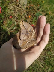 Eryphanis automedon amphimedon