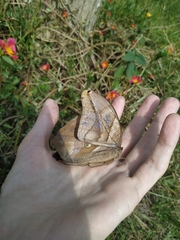 Eryphanis automedon amphimedon