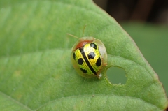 Chiridopsis bowringii