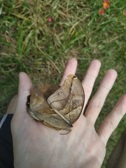 Eryphanis automedon amphimedon