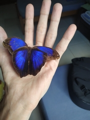 Eryphanis automedon amphimedon