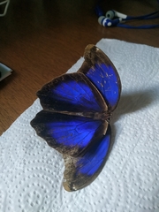 Eryphanis automedon amphimedon