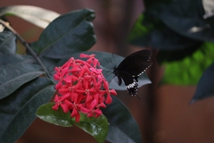 Papilio polytes
