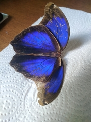Eryphanis automedon amphimedon