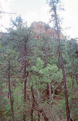 Pinus arizonica