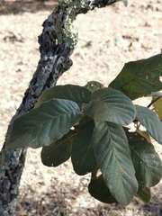 Quercus convallata