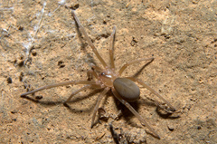 Filistatidae
