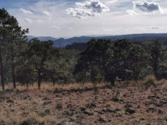 Quercus convallata