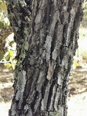Quercus convallata