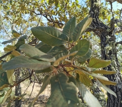Quercus convallata