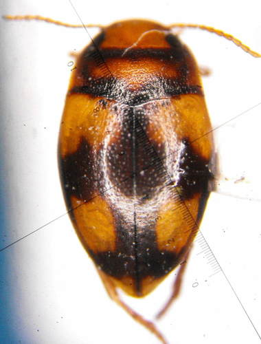 Pristine Predaceous Diving Beetle