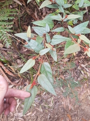 Lasiopetalum macrophyllum