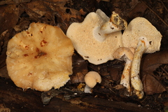 Hydnum subtilior
