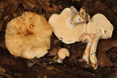 Hydnum subtilior