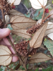 Lasiopetalum macrophyllum