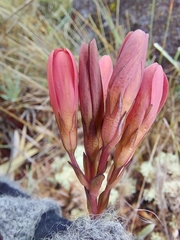 Gentianella hypericoides