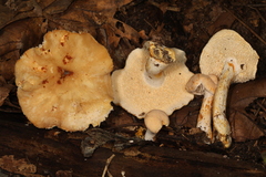 Hydnum subtilior