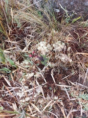 Gentianella hypericoides