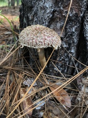 Boletellus ananas image