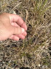 Rytidosperma tenuius