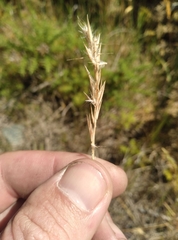 Rytidosperma tenuius