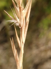 Rytidosperma tenuius