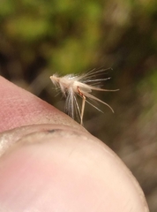 Rytidosperma tenuius